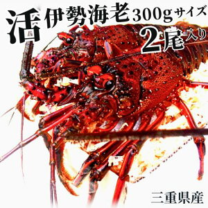 yyjz܂ܔIpɁAOdYɐCV@y300gx×2z@t ہ@ɐGr/CZGr/ɐ/Ε