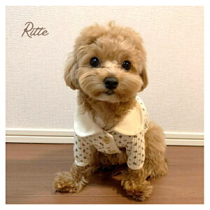 t[jbgJ[fBK gbvX hbOEFA   ^ L ybg  jbg J[fBK ԕ  ؍ groomingdog O[~OhbO TVc Lk  o t 