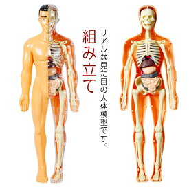 【送料無料】人体模型 骨格模型 解剖 胴体模型 玩具 おもちゃ モデル 知育玩具 人体パズル キッズ 組み立て 骨 臓器