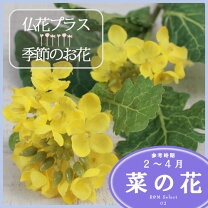 楽天市場】菜の花 生花の通販