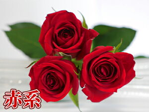 バラ花束 20本から本数指定 1本200円 108本まで プレゼント プロポーズ 記念日 選べる4色 赤バラ ピンク 黄色 白バラ お祝い 結婚記念日 送別会 30本 誕生日 還暦 60本 100本サプライズ かすみ草追