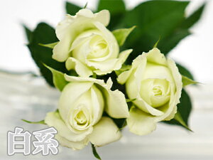 oԑ 20{{w 1{200~ 108{܂ v[g v|[Y LO Iׂ4F ԃo sN F o j LO ʉ 30{ a җ 60{ 100{TvCY ݑ