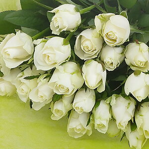 o  25{ԑ j } җj 60{  NX}X v|[Y108{ 100{ KN  zCg   S o v[g  a TvCY Ǝ a LO 