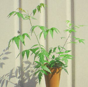 j[ ~Nj[ VR n[uQȂȂႤsvcȃj[̖؁IcEA