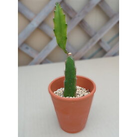 楽天市場 ドラゴンフルーツ 苗 花 ガーデン Diy の通販