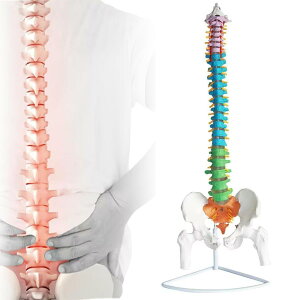 �Ґ����Ֆ͌^ ������ �F�t���̏_��ȐҒŉ�U���f�� �܂�Ȃ��\ �l�̖͌^ �l�ԐҒŖ͌^ ���� ��ڍ��͌^ �Ғ����^���f�� �݂艺�� ����t�������� 85cm/33.4