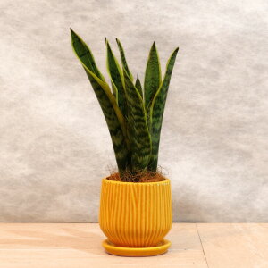 ϗtAyTXxAzIׂ4F̓픫MtiEEO[EuEj^Cʂŕɂ^Ă₷^CeAO[^S҂ɂlC^k