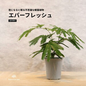 ϗtAyGo[tbVzvt^tsvcȏA^ŐlC^Ă₷^CeAO[^Mtgɂ߁^ȈzjEl炵̖