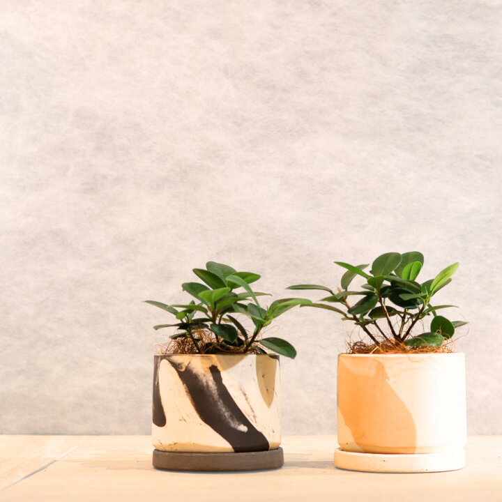 楽天市場】観葉植物【パンダガジュマル】鉢が選べるマーブル柄陶器鉢 