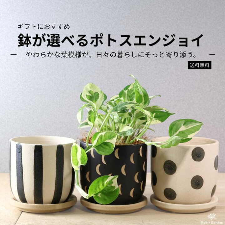 楽天市場】【ポトスエンジョイ】ポトス 観葉植物 鉢植え 斑入り 陶器鉢 