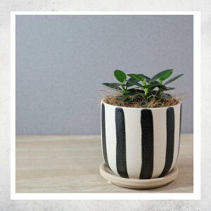 ϗtAyp_KW}zIׂ铩픫i܂܁EEʁjMt^tςۂ@킢^TCYňĂ₷S҂ɂlC^O[^