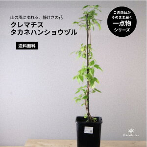 R쑐nAyN}`X ^JlnVEdz@ׂȏԂ͂̓{ŗLb󏭁bAEAɁb_byz