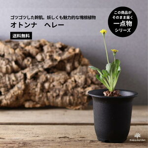 ϗtAyIgi w[z 򍪐A tbd`EFԂ́bĂ₷_CeAO[yz