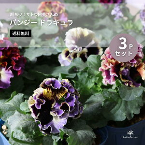 yTgE| pW[ hL 3Pz󏭕i^t炫^iJ[^Ă₷^K[fjOɁ^MIX yz