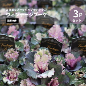 �y�t���O�@���B���e�[�W�u�[�P�z�������ȃu�[�P�^�C�v�̗t�{�^�� 3P�Z�b�g�b�񂹐A���E���[�X�ɉf����A���e�B�[�N�J���[�̃t�����n�n�{�^���b�~�̃K�[�f�j���O�Ɂy���������z