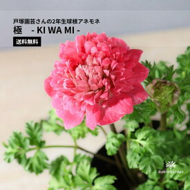 【戸塚園芸 2年生球根アネモネ 極 -KIWAMI-】一輪でも存在感のある豪華咲き｜ふんわり八重咲きが魅力のプレミアム品種｜ガーデニング・贈り物にも最適【送料無料】
