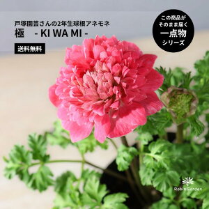 y˒ˉ| 2NAll  -KIWAMI-zւł݊̂鍋؍炫bӂ蔪d炫͂̃v~AibK[fjOE蕨ɂœKyz