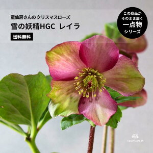 �y����[����̃N���X�}�X���[�Y�z��̗d��HGC ���C�� 4.5���^�D�����F�����̃j�Q���n�n�C�u���b�h�b���炫�E��v�E��Ă₷���ꔫ�b�K�[�f�j���O�E��A���E���A���@���i�y���������z