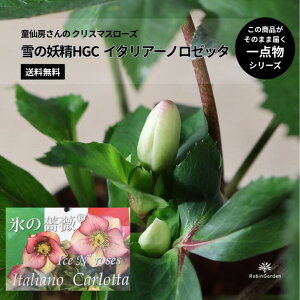 �y����[����� �N���X�}�X���[�Y�zIce N�froses �X���K�N HGC �C�^���A�[�m ���[�b�^�b�ϊ������E��Α��N���E�~�炫�h�����y���������E��_���z