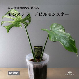 【モンステラ デビルモンスター】斑入り モンステラ 観葉植物 鉢植え 希少品種 インテリアグリーン【送料無料】
