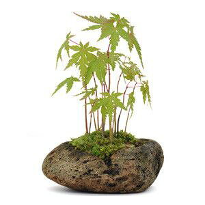 観葉植物 苔玉の人気商品 通販 価格比較 価格 Com 観葉植物 苔玉の人気商品 通販 価格比較 価格 Com