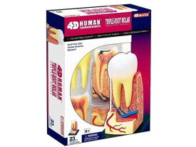 4D立体パズル 人体解剖モデル 三根大臼歯 4D Human 6260013 Triple-Root Molar Anatomy Model フェイムマスター Fame Master 4D master 知育玩具 STEM
