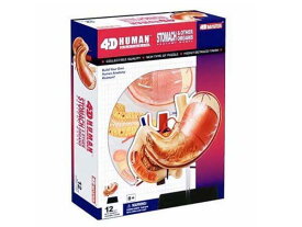 4D立体パズル 人体解剖モデル 胃 4D Human 6260014 Stomach Anatomy Model フェイムマスター Fame Master 4D master 知育玩具 STEM