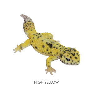 v^CY}O Ip[hQbR[ REPTILES MAG LEOPARD GECKO 2916~2917
