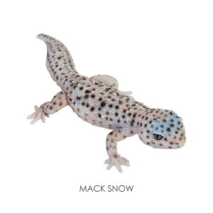v^CY}O Ip[hQbR[ REPTILES MAG LEOPARD GECKO 2916~2917