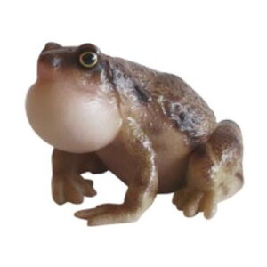 ���v�^�C���Y�}�O REPTILES MAG �q���A�}�K�G�� OMATE NARROW MONTHED FROG 57798