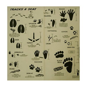 TRAIL HANKIE gbNX & XLbg Tracks and Scat o_i