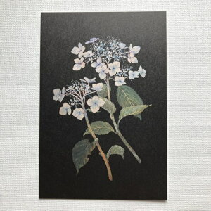 ^b`Aht[×sasaki megumi ߂݁@|XgJ[h@AWTC