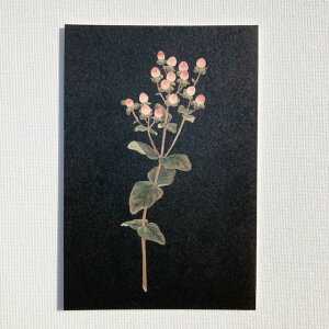 ^b`Aht[×sasaki megumi ߂݁@|XgJ[h@qyJ