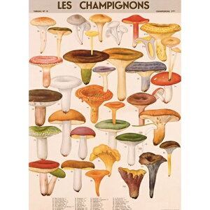 AJ CAVALLINI@J@[j@bsOy[p[@|X^[@LmR