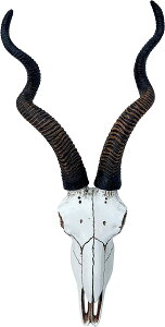 AtJ̃N[hD[(Ae[v)̓[XJ Ǌ| fpȃTt@ z[CeA Ai