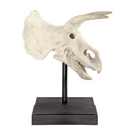 博物館台座風 トリケラトプス恐竜の頭蓋骨の化石レプリカ彫像考古学発掘フィギュア彫刻生物アクセント置物輸入品