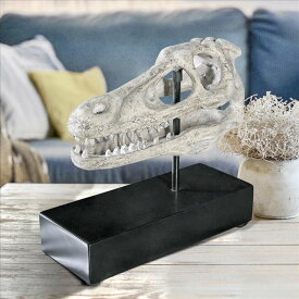 博物館の台座の上のヴェロキラプトル恐竜の頭蓋骨化石彫像レプリカ彫刻置物フィギュア科学オブジェ書斎プレゼント贈り物輸入品