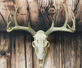 八つの枝角を持つ野生の牡鹿 頭骨 ハンティングトロフィー 壁面装飾 彫像/ 新築祝い レストハウス 貴賓室 記念品 贈り物プレゼント(輸入品)