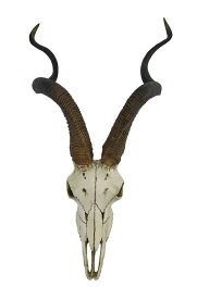 かっこよく曲がった角を持ったアフリカのクードゥー アンテロープ（レイヨウ）頭骨（頭蓋骨）壁彫刻 彫像/ サバンナ 大草原 セレンゲティ(輸入品)
