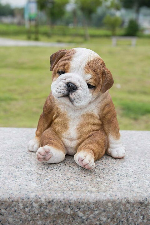 楽天市場 かわいい 座って眠そうな ブルドッグ子犬 彫像 彫刻 ドッグカフェ パブ ペットショップ 贈り物 プレゼント Sitting Sleepy Bulldog Puppy 輸入品 浪漫堂ショップ