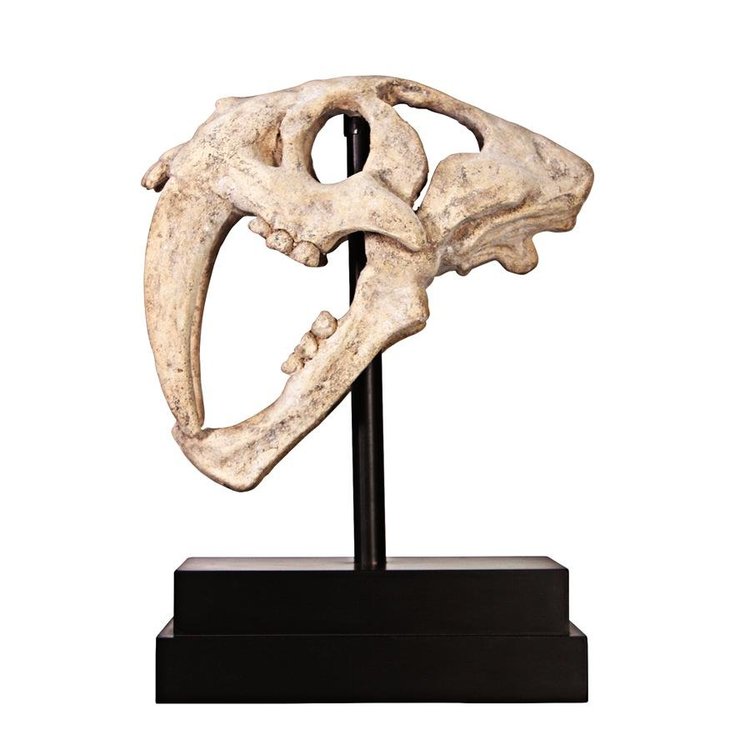 楽天市場】サーベルタイガーの頭骸骨（スカル）工芸品彫像 彫刻 更新世