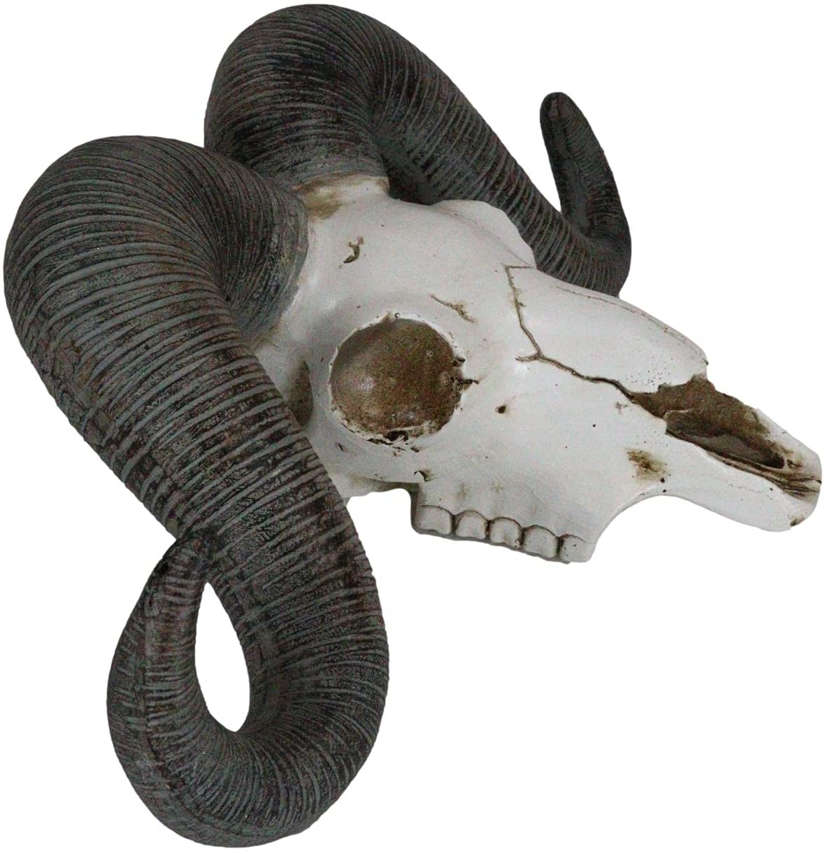 【楽天市場】威厳のあるテキサスコルシカラムスカル 雄羊の頭骸骨
