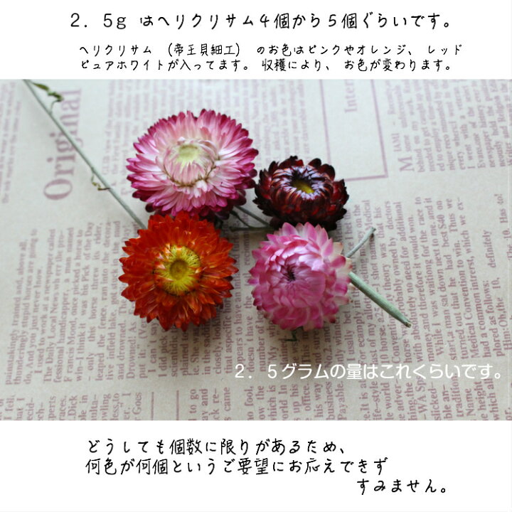 楽天市場 千日紅 ドライフラワー ハーバリウム 花材 ６グラム ヘリクリサム 帝王貝細工 花 ハンド キット セット詰め合わせ 手作り ハーバリウム ハーバリウム ハーバリューム ハーバリュウム ハーバーリューム 夏休み 自由研究 Sk P1 Romantic