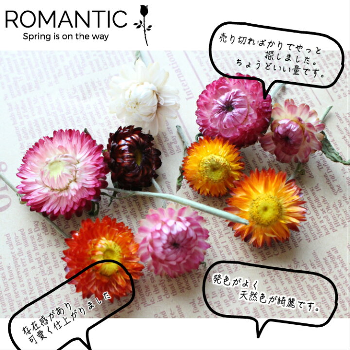 No2 ヘリクリサム ドライフラワー 貝細工 おすすめ 貝細工