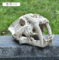 楽天市場】サーベルタイガー 頭蓋骨の通販