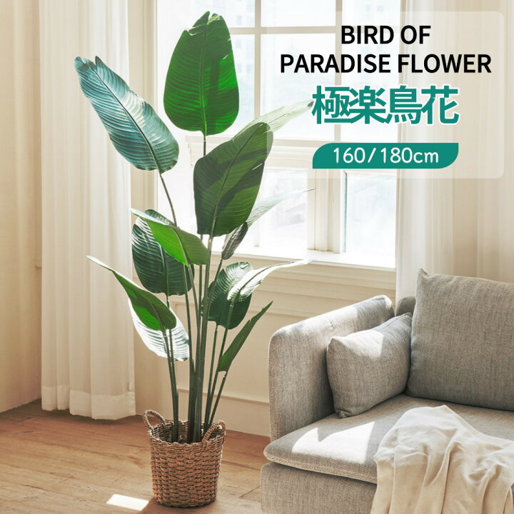 ストレリチア ニコライ 100cm 極楽鳥花 人工観葉植物 リアル フェイクグリーン 造花 鉢植 フェイク グリーン インテリア おしゃれ  大きく丸い葉っぱ 光触媒 CT触媒 お祝い 開店 開業祝い [nnf] 人気 [rcp] 楽天市場】[160/180cm] 極楽鳥花 ストレリチア  人工観葉植物 ... ストレリチア ニコライ 100cm 極楽鳥花 人工観葉植物 リアル フェイクグリーン 造花 鉢植 フェイク グリーン インテリア おしゃれ 大きく丸い葉っぱ  光触媒 CT触媒 お祝い 開店 開業祝い [nnf] 人気 [rcp]