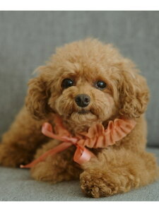 yDOGz`[X^C ROPE' PICNIC PASSAGE ysNjbN ybgpi ybgEFAEybg IW[Rakuten Fashion]