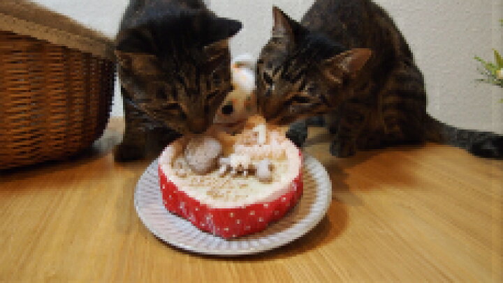楽天市場 無添加素材 ほねほねフィッシュのハートケーキ まぐろ 猫用ケーキ 犬用ケーキ ペット用ケーキ ペット用手作りおやつ Ropire Orin 楽天市場 無添加素材 ほねほねフィッシュのハートケーキ まぐろ 猫用ケーキ 犬用ケーキ ペット用ケーキ ペット用手作りおやつ Ropire Orin