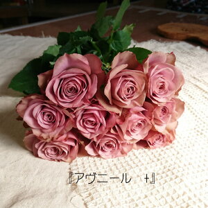 yiw̔z@X^_[hĩouAj[+v@Yn@@̃o@CeA@LO@@10{Pʁ@iw@lCi@AeB[NJ[@@jA