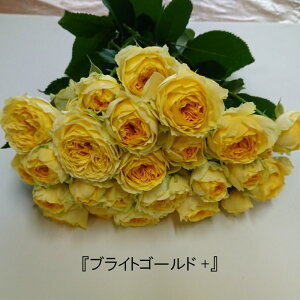 yiw̔z@Xv[ĩouuCgS[hv@Yn@@Fo@CeA@LO@v|[Y@5{@iw@r^~J[